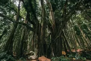 Jardins de l'Habitation Céron, Montagne Pelée, Martinique