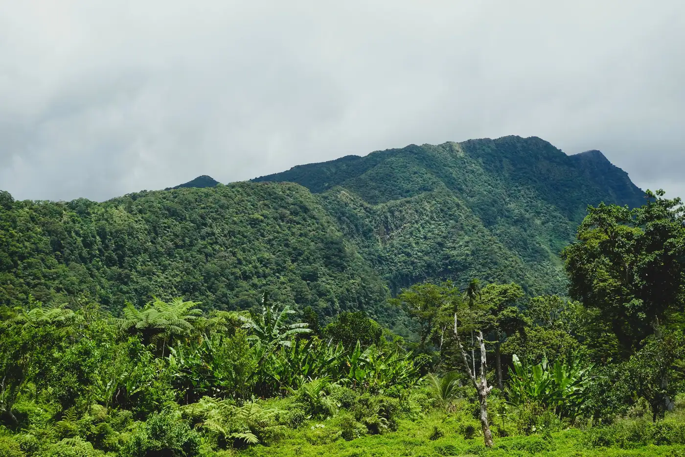 Montagne Pelée, Martinique
