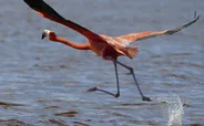 Flamants roses de Celestún, Mérida, Mexique