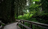 Forêt de cèdres géants, Revelstoke et les parcs des Glaciers, Ouest canadien