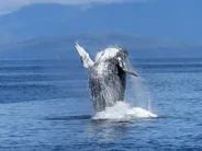 Observation des baleines, Victoria et l'île de Vancouver, Ouest canadien