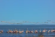 Réserve de la Laguna Nimez, El Calafate et le Perito Moreno, Patagonie argentine