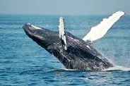 Baleines depuis la plage d'El Doradillo, Puerto Madryn et la péninsule Valdés, Patagonie argentine