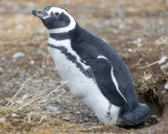 Colonie de manchots de Punta Tombo, Puerto Madryn et la péninsule Valdés, Patagonie argentine