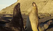 Péninsule Valdés, droit d'entrée, Puerto Madryn et la péninsule Valdés, Patagonie argentine