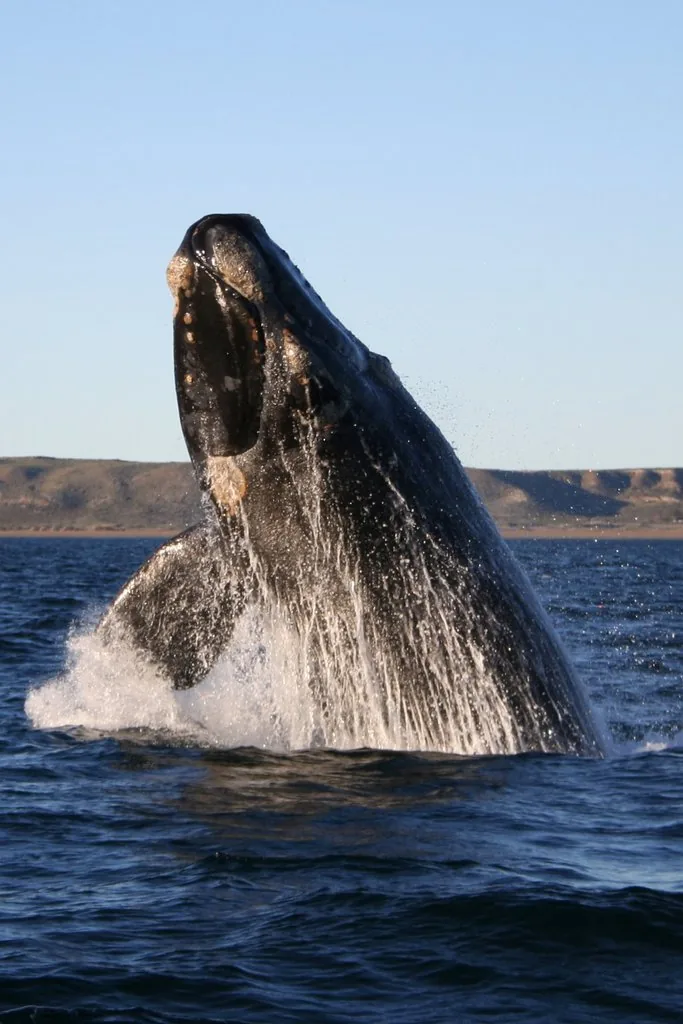 Puerto Madryn et la péninsule Valdés, Patagonie argentine