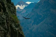 Croix du Condor au lever du jour, Canyon de Colca, Pérou