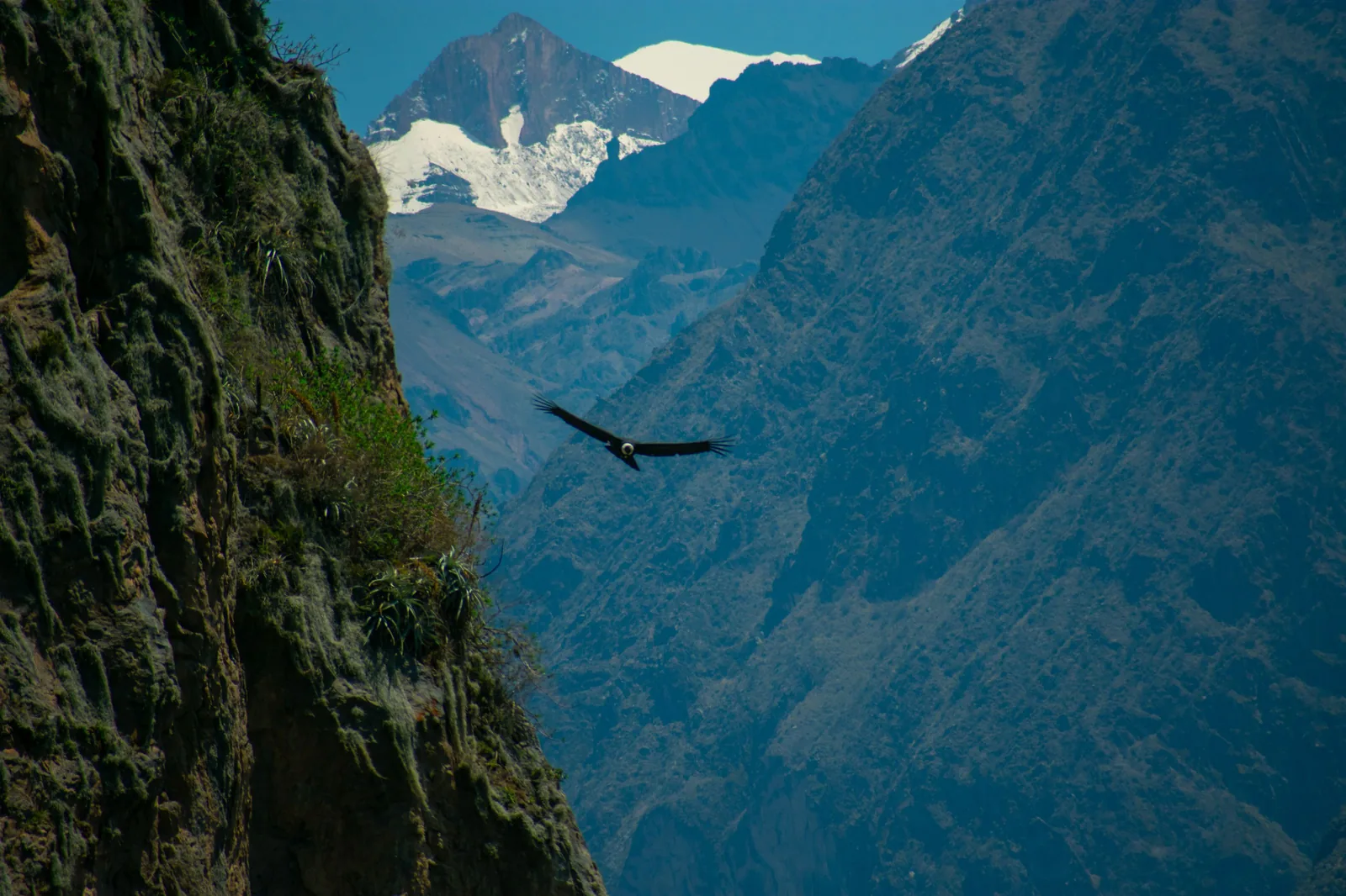 Canyon de Colca, Pérou