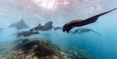 Raies manta et jardins de corail