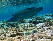 Passe nord de Garuae, Fakarava, Polynésie française