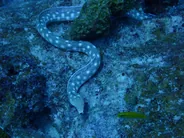 Anguilles sacrées de Faie, Huahine, Polynésie française