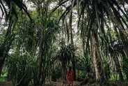 Vanilleraies de Taha'a, Raiatea et Taha'a, Polynésie française