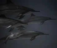 Passe de Tiputa et dauphins, Rangiroa, Polynésie française