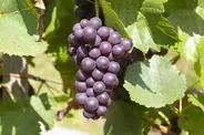 Vignoble de corail, Rangiroa, Polynésie française