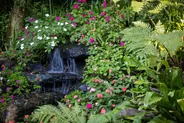 Jardins d'eau de Vaipahi et cascades, Tahiti, Polynésie française