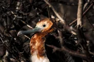Île aux Oiseaux, Tikehau, Polynésie française