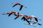 Sentier du Ludo et les flamants de la lagune, Faro et la Ria Formosa, Portugal du Sud