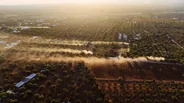 La plaine des oliviers séculaires, Ostuni, Pouilles