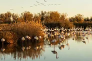Parc ornithologique du Pont-de-Gau, Arles et la Camargue, Provence