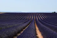Plateau de Valensole en fleur, Luberon, Provence