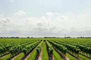 Route des vins de Brome-Missisquoi, Cantons-de-l'Est, Québec