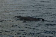Croisière aux baleines, Tadoussac et le fjord, Québec