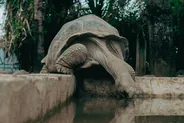 Kélonia, observatoire des tortues, Saint-Leu et le lagon, La Réunion
