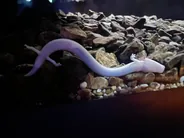 Vivarium de Postojna, Postojna et Predjama, Slovénie