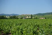 Gaillac et ses vignes, Albi et le Tarn, Sud-Ouest