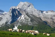 Fromage de brebis et Salies-de-Béarn, Béarn et Pyrénées, Sud-Ouest