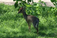 Safari de la mise bas à Ndutu, Ndutu, sud du Serengeti, Tanzanie