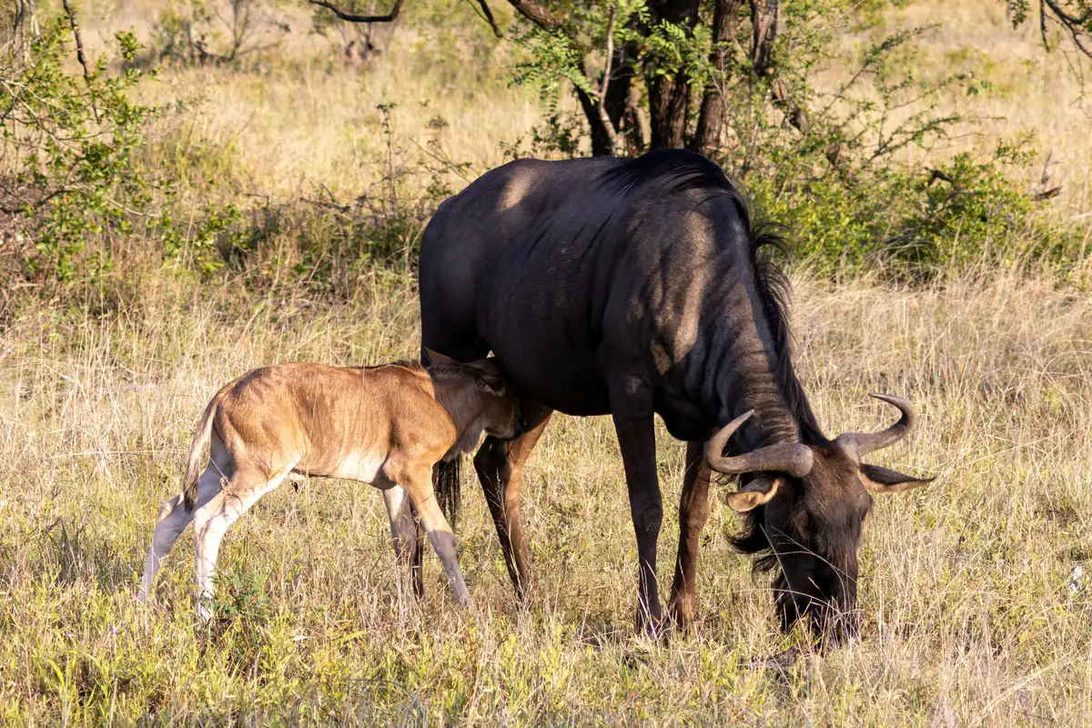 Ndutu, sud du Serengeti, Tanzanie