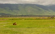Descente dans le cratère du Ngorongoro, Karatu, Manyara et le Ngorongoro, Tanzanie