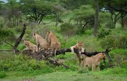 Parc national du lac Manyara, Karatu, Manyara et le Ngorongoro, Tanzanie