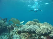 Masque et tuba sur l'atoll de Mnemba, Nungwi et l'atoll de Mnemba, Tanzanie