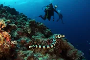 Plongée sur l'atoll de Mnemba, Nungwi et l'atoll de Mnemba, Tanzanie