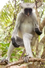Forêt de Jozani et ses colobes rouges, Paje, Tanzanie
