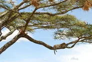 Safari dans le Serengeti, Serengeti, Tanzanie