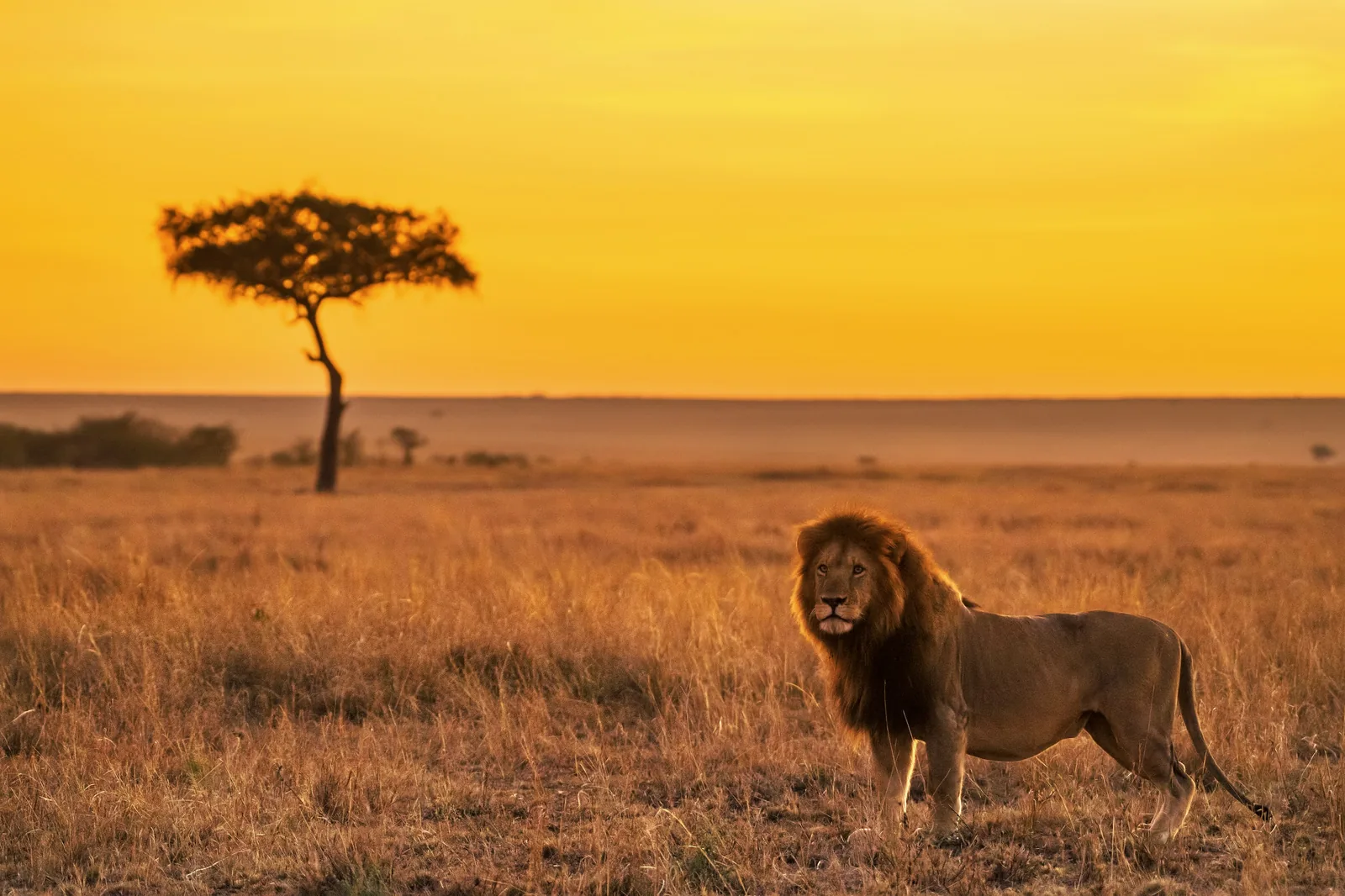 Serengeti, Tanzanie