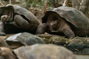 Île aux Tortues, Stone Town, Tanzanie