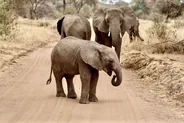 Safari dans le parc du Tarangire, Tarangire, Tanzanie
