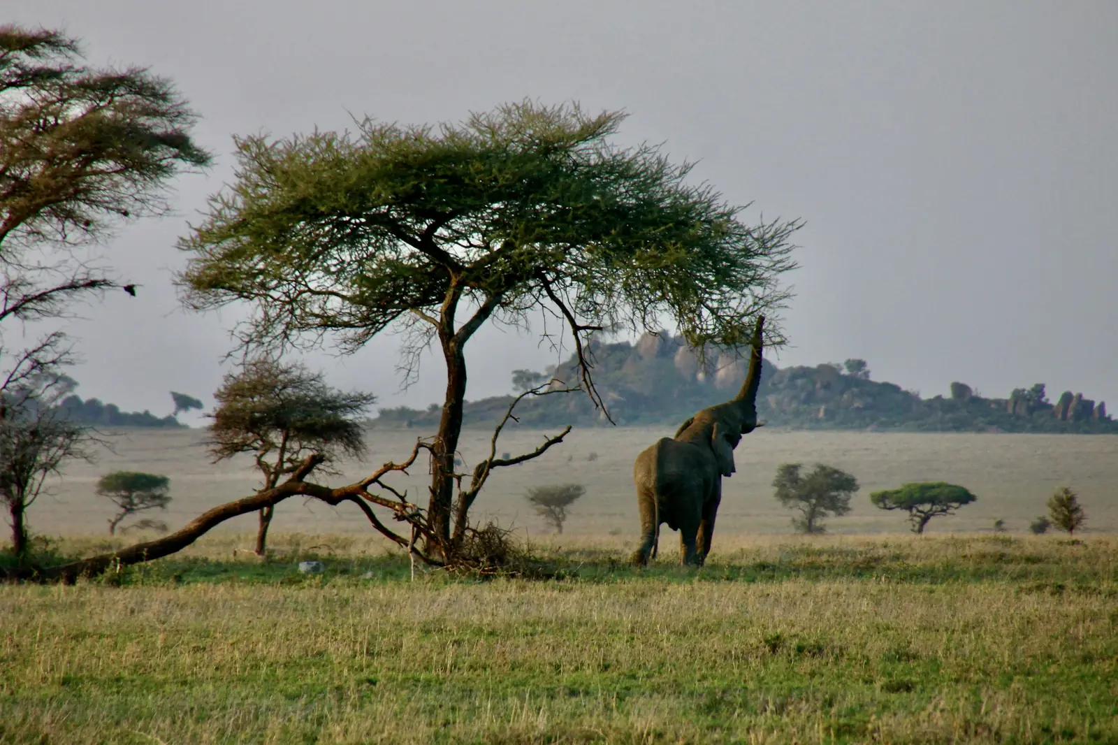 Tarangire, Tanzanie