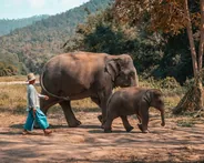 Sanctuaire d'éléphants, sans balade à dos d'éléphant, Chiang Mai, Thaïlande classique