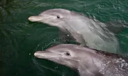 Les dauphins roses de Khanom, Khanom, Thaïlande, îles du golfe