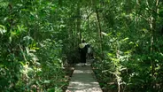 Marche dans la jungle primaire, Khao Sok, Thaïlande classique